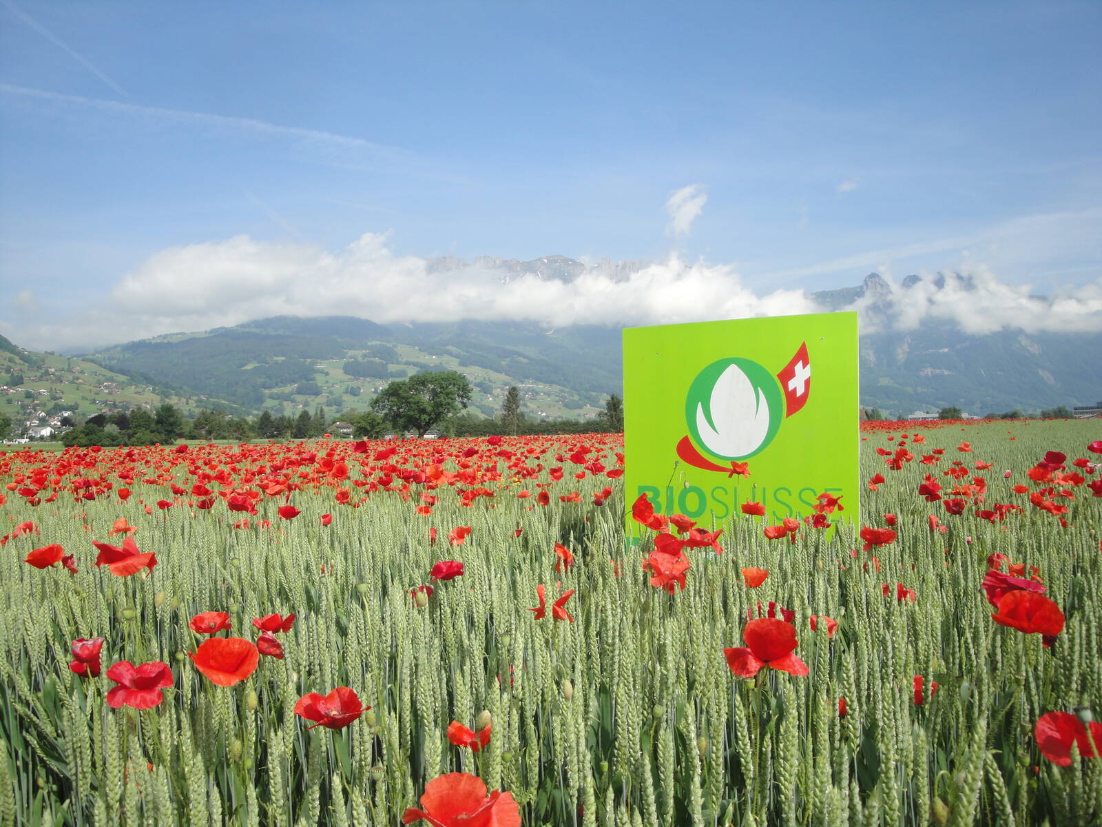 Ein Moonblumenfeld mit dem Logo von Bio Suisse. 