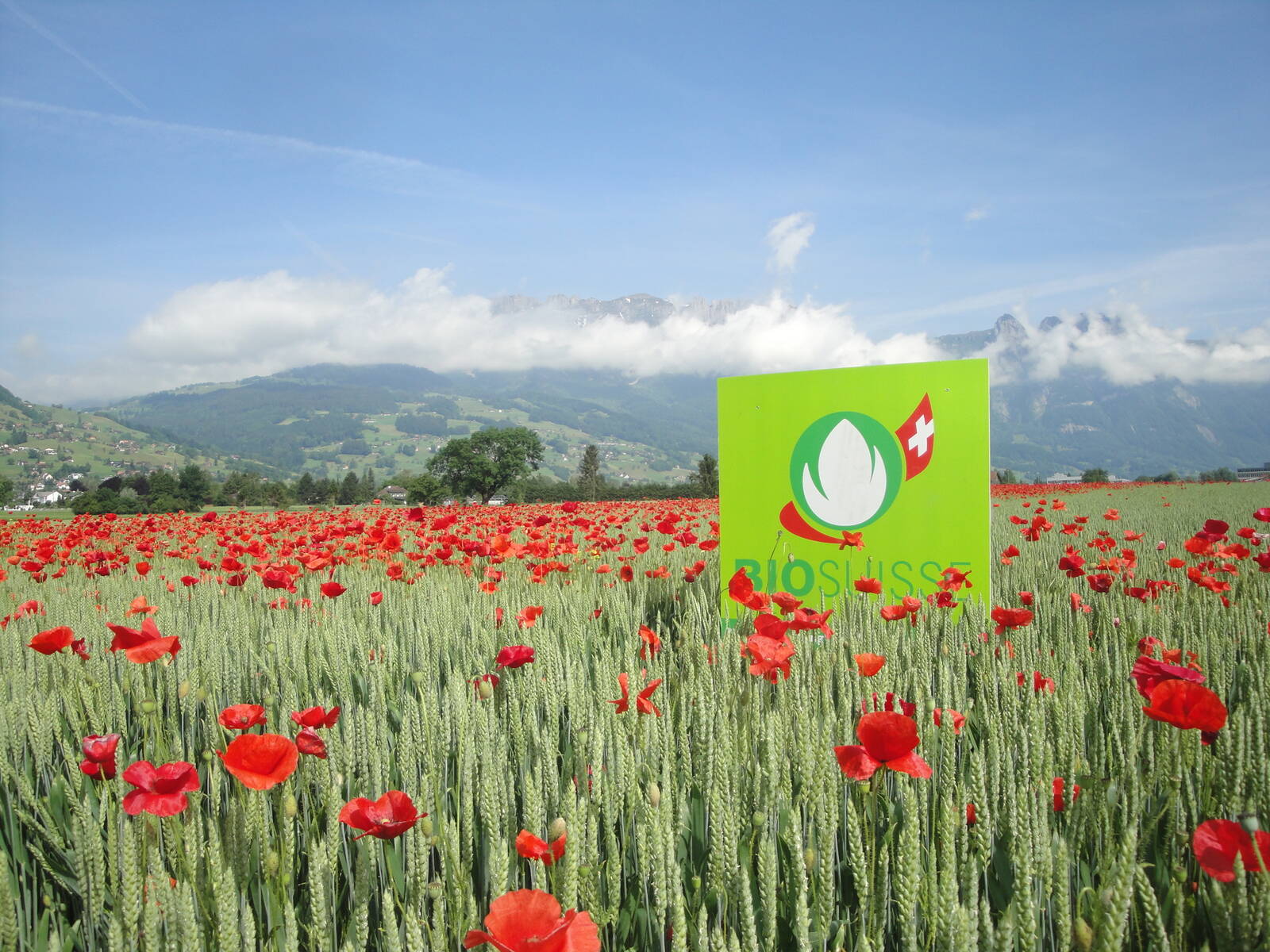 Digitale Delegiertenversammlung Bio Suisse Ein Moonblumenfeld mit dem Logo von Bio Suisse.