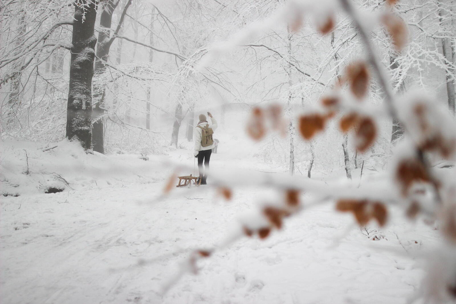 Symbolbild Winterlandschaft mit Bäumen und mit einer Person mit Schlitten